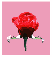 si une rose etait un bisous sa sarais pas une rose que je t'offrais  mes un rosier