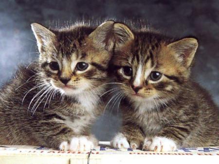 les chat